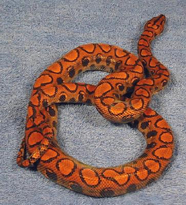 Rainbow Boa Snake submited images Pic 2 Fly