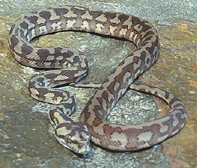 New Guinea Carpet Python 2