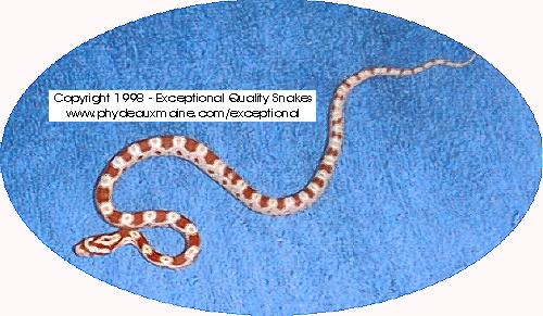 Candy Cane Corn.jpg (41048 bytes)