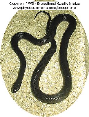 Thayeri - Black.jpg (42120 bytes)