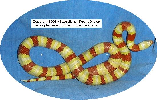 Albino Ruthveni - Double Yellow.jpg (42620 bytes)