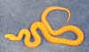 AlbinoBullSnakeF.jpg (46980 bytes)
