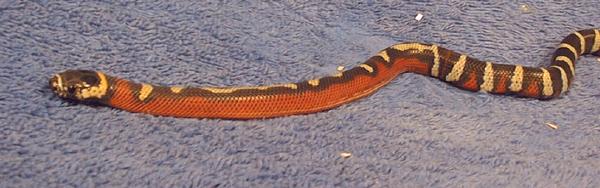 AndeanStripeFMsideshot.jpg (30512 bytes)