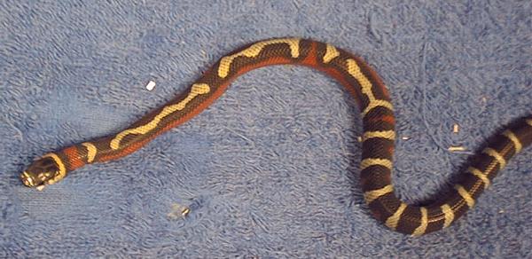 AndeanStripeFMtopview.jpg (44828 bytes)