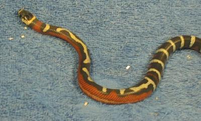 AndeanStripeFMtopview2.jpg (24148 bytes)