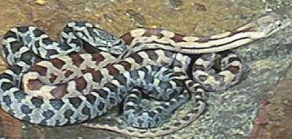 BlackRatSpecial.jpg (36268 bytes)