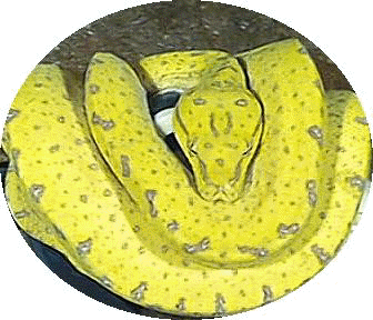 GTPYellowMaleRound.jpg (25556 bytes)