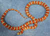 PyroKnoblochi.jpg (48716 bytes)